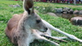 Curious Kangaroo Laying Outdoor On Green Grass Lawn Background - Close Up