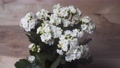 Spraying Water Mist On A White Flowering Kalanchoe - Close Up