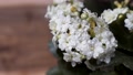 Beautiful White Kalanchoe Flower With Water Drops. - Rack Focus Shot