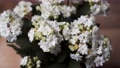 Spraying Water Mist On Blossoming White Flowers Of Kalanchoe Calandiva -