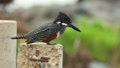 A Close Full Body Shot Of A Giant Kingfisher Perched While Looking For